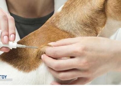 Διάθεση microchips για δεσποζόμενα και αδέσποτα ζώα από το Δημοτικό Κτηνιατρείο Ασπροπύργου