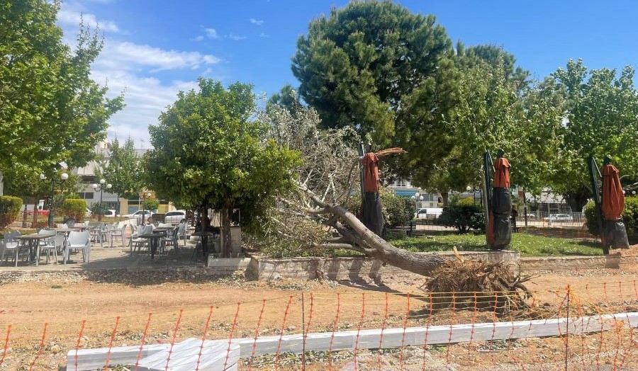 Ανακοίνωση για την πτώση επικίνδυνων δέντρων