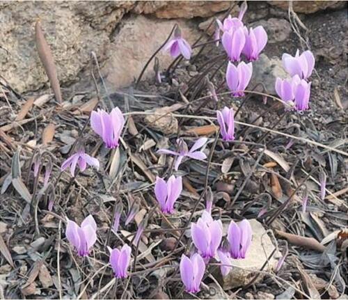 Ergasthri kyklamina sthn Parnitha